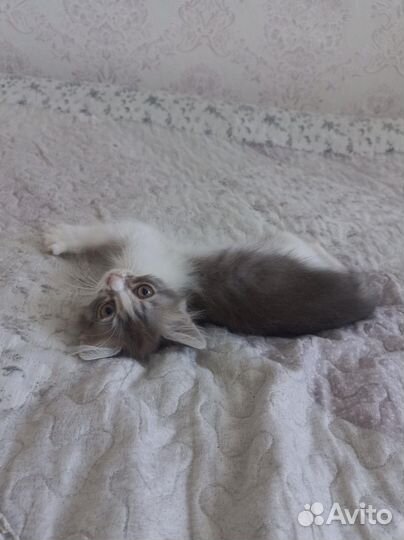 Котёнок девочка