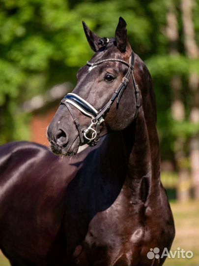 Продается молодой жеребец