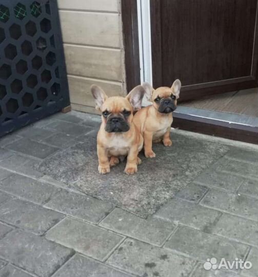 Французский бульдог щенки