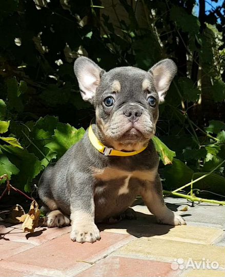 Французский бульдог лиловая куколка