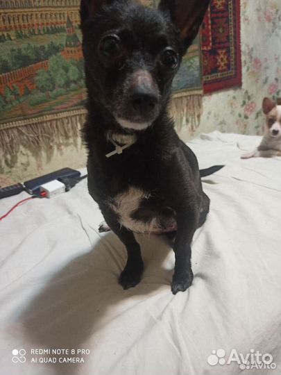 Щенок от маленькой собаки