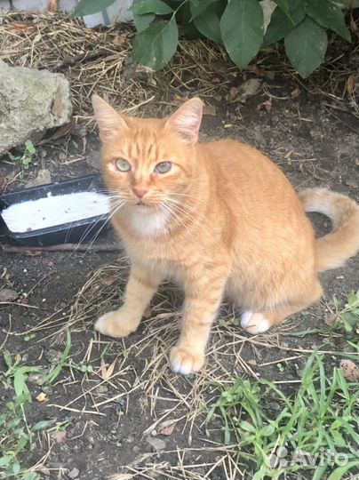 Рыжая красавица ищет дом