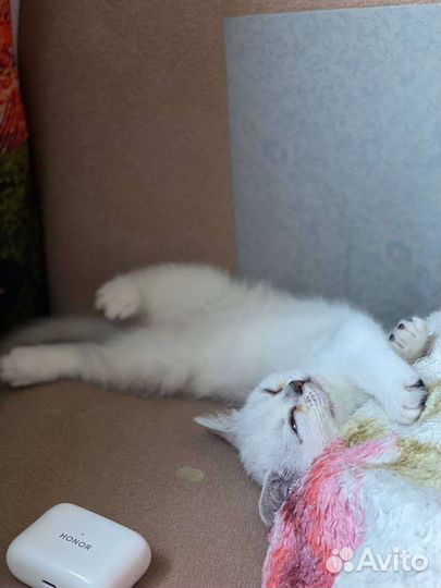 Котята шотландской шиншиллы