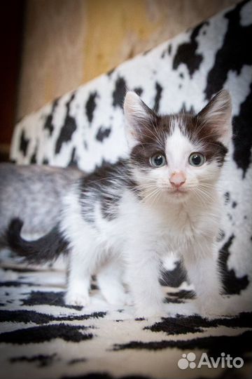 Котенок мальчик в добрые руки