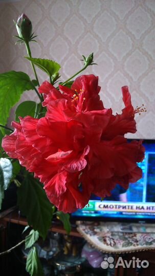 Гибискус/роза китайская