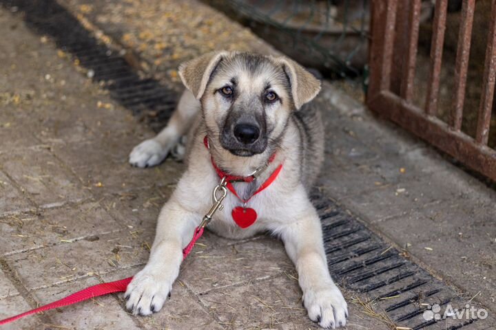 Собака в добрые руки
