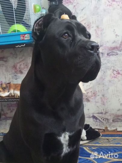 Собака в добрые руки отдам бесплатно