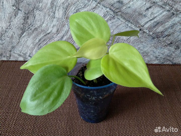 Ампельные растения