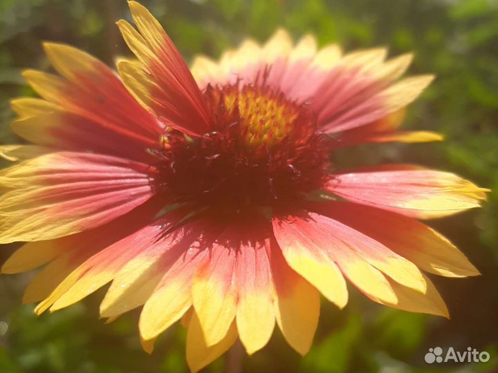 Растения для сада