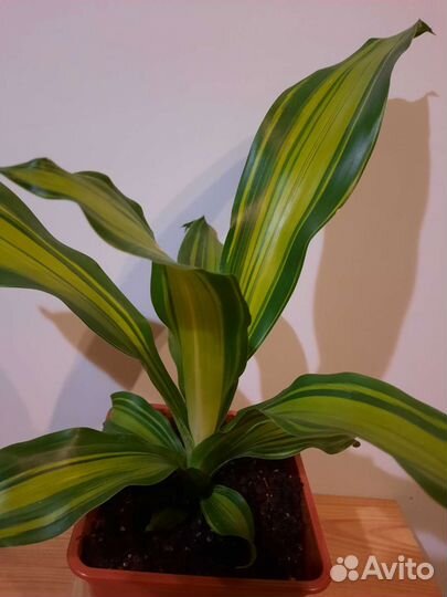 Драцена Маргината Биколор, Чарли папоротник Мариса