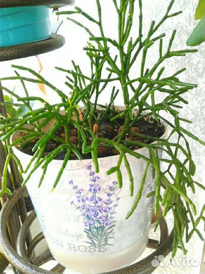 Цветок Рипсалис