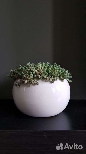 Суккулент Седум дасифиллюм (очиток)