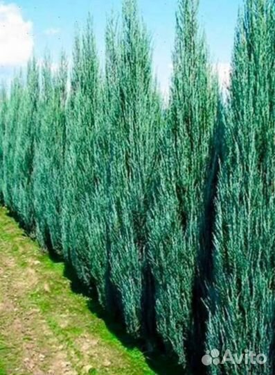 Можжевельник Блю Эрроу