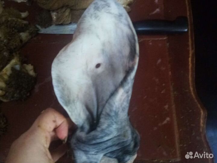 Мясо для собак