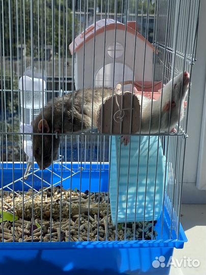 Продам крысок девочек