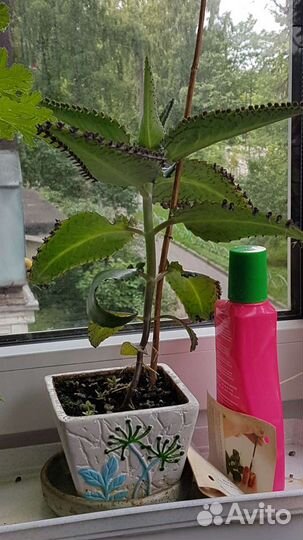 Каланхоэ лечебное