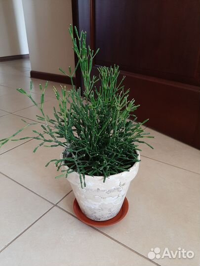 Хатиора плектрантус толстянка