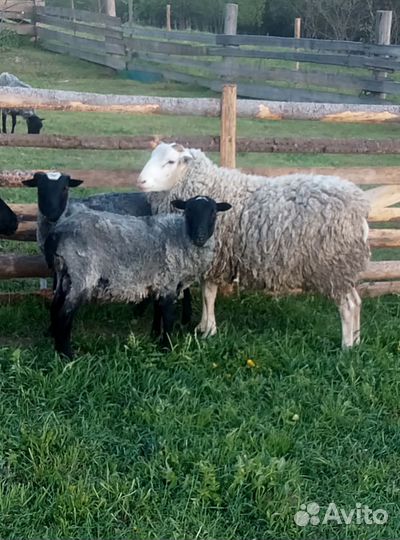 Баран на племя