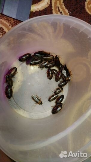 Кормовые насекомые