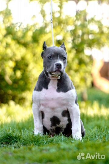 Американский булли тип XL