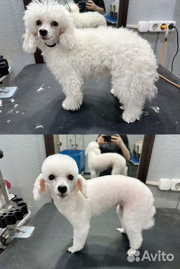 Стрижка собак