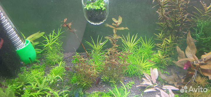 Аквариумные растения