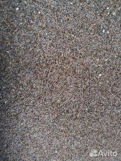 Семена подорожника