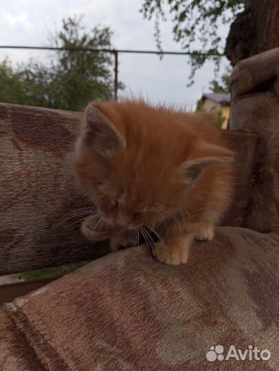 Котик в добрые руки