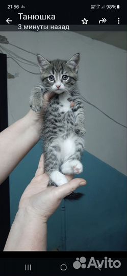Котята в добрые руки