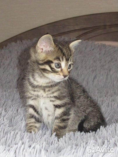 Котята в добрые руки бесплатно