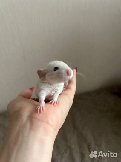 Очаровательные крысята Дамбо, Рекс