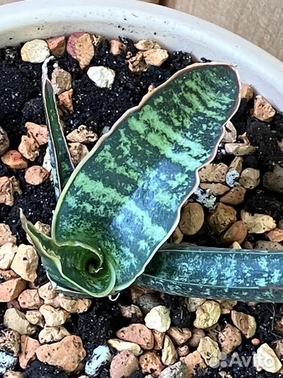 Сансевиери Фишери, Сильвер Блю