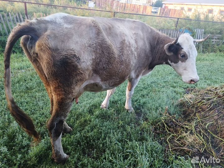Продается дойная корова