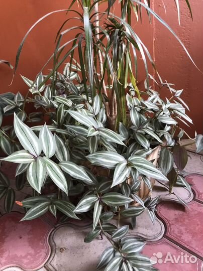 Комнатные цветы