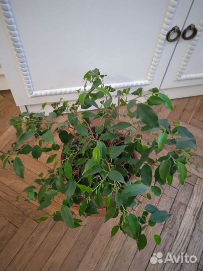 Фикус бенджамина 25 см