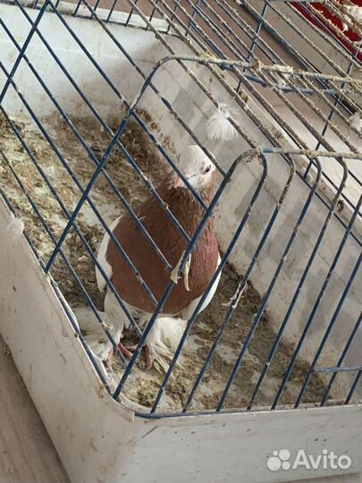 Продажа голубей