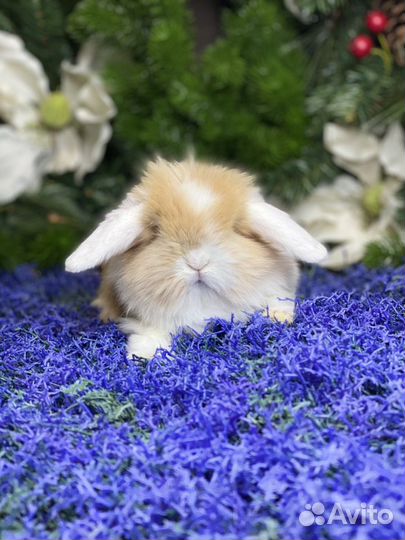 Кролики нежные, ласковые