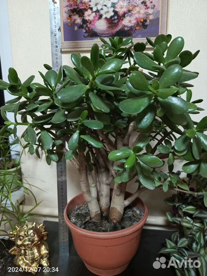 Денежное дерево толстянка