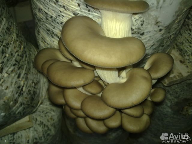 Мицелий вешенки