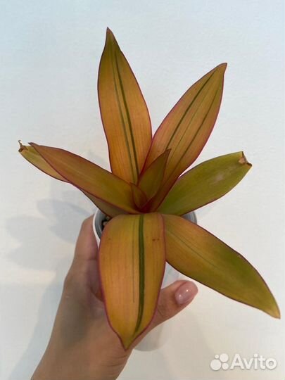 Pallida Bimbo, традисканция Радужный Холм, Рео