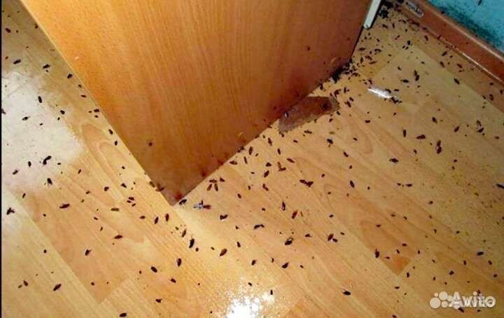 Уничтожение тараканов клопов мышей блох клещей