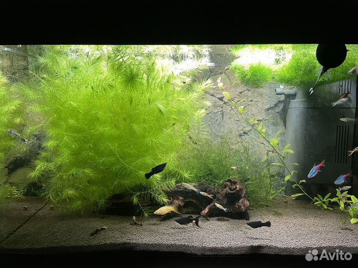 Роголистник, анциструсы