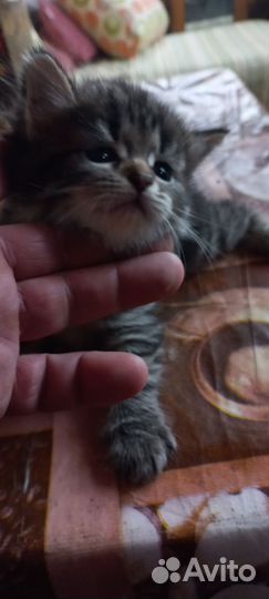 Отдам в хорошие руки котенка