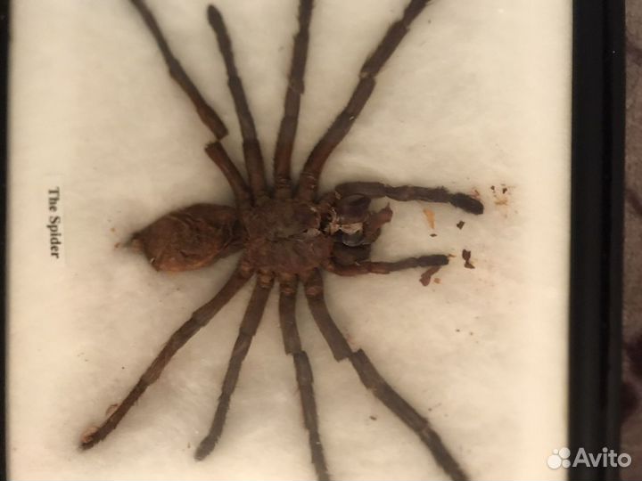 Насекомые в рамке, Паук