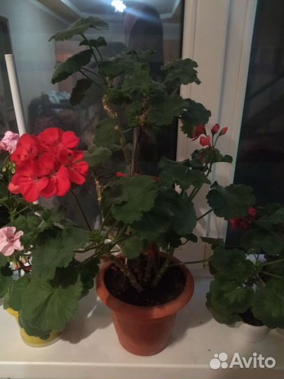 Комнатные растения цветы