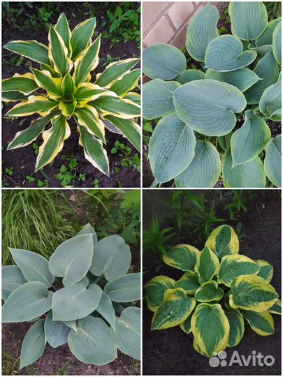 Сортовая Хоста объявление №1