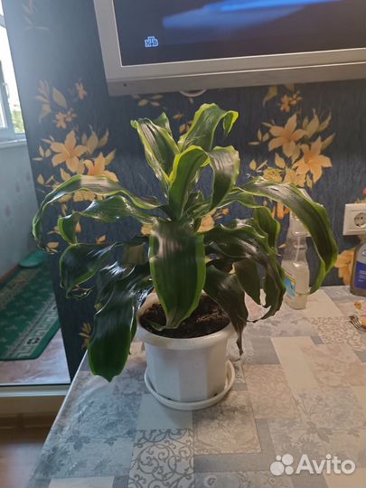 Комнатные цветы Драцена