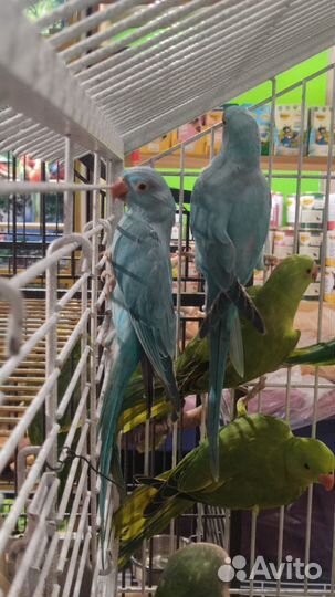 Попугай Ожереловый