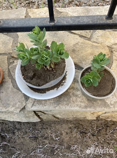 Лук декоративный, клубника ремонтантная,смородина