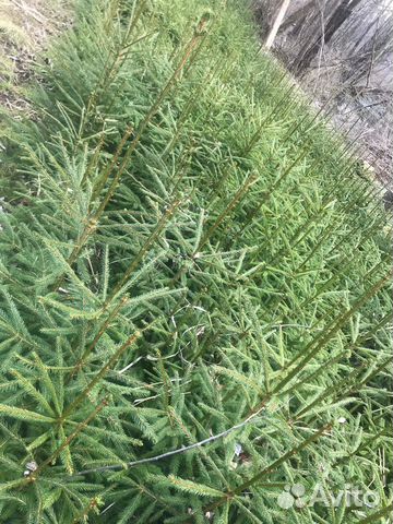 Ель (Саженец)